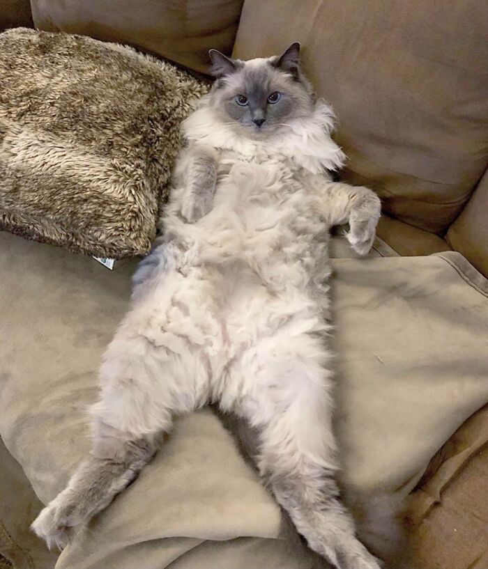 Ragdoll cat relaxing on its back on sofa
