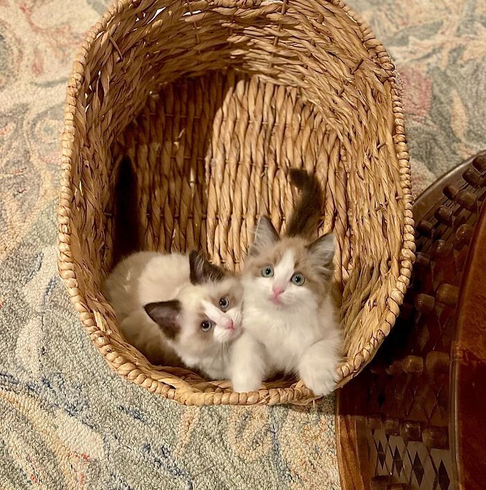Two ragdoll kittens in a basket