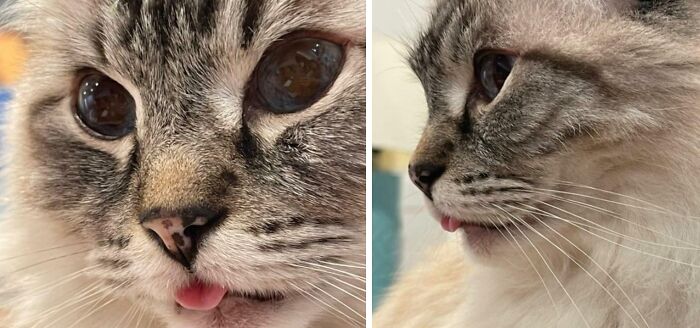 Ragdoll cat's face with tongue out