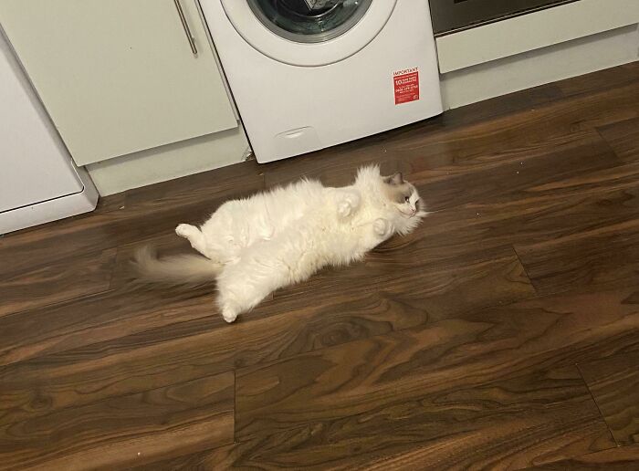 Anyone Else’s Ragdoll Just…