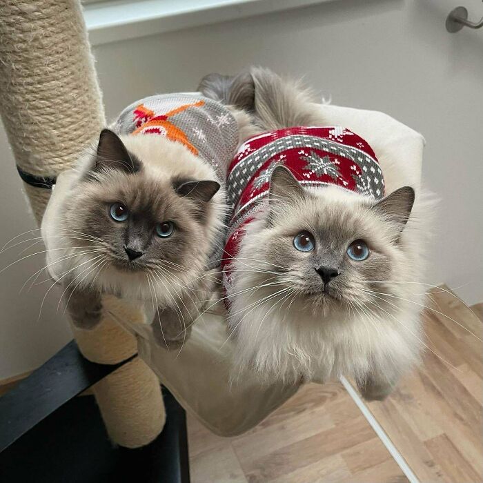 Two ragdoll cats on a cat tree
