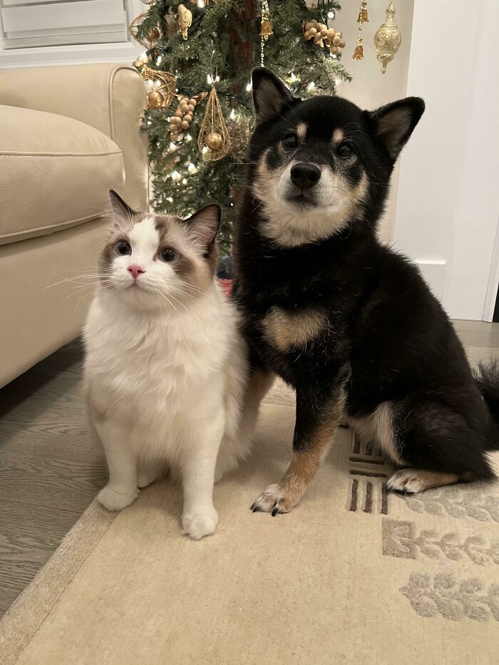 Ragdoll cat and Shiba Inu dog sitting near Christmas tree
