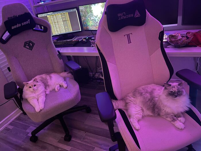 Two cats on game chairs