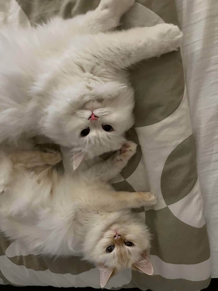 Two white cats on bed