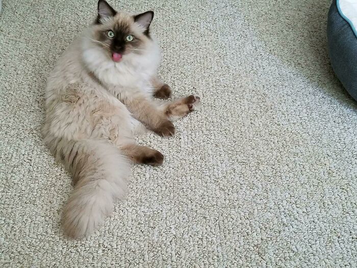 Ragdoll cat lying down on the carpet and showing its tongue