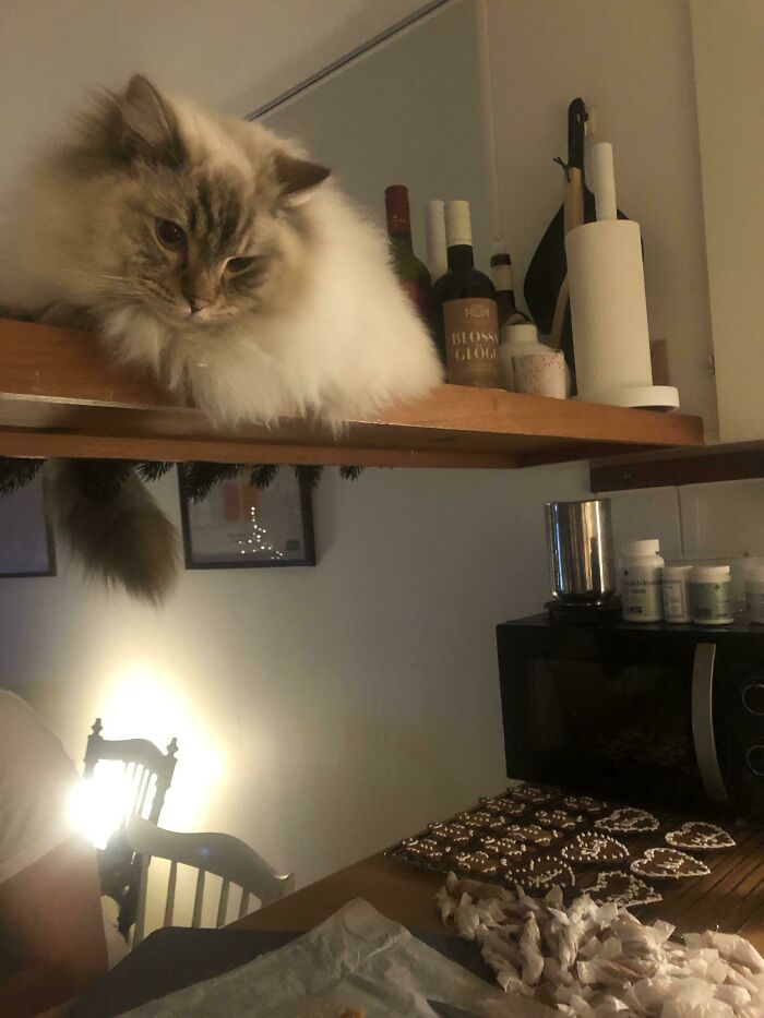 Fluffy cat on a kitchen shelf