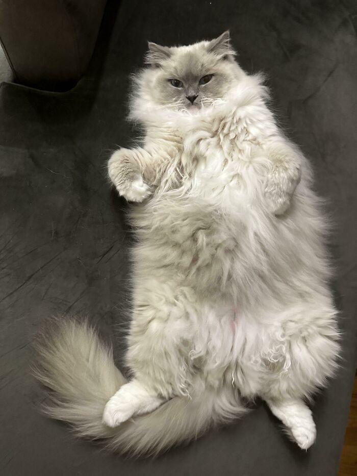 Fluffy ragdoll cat lying down on its back