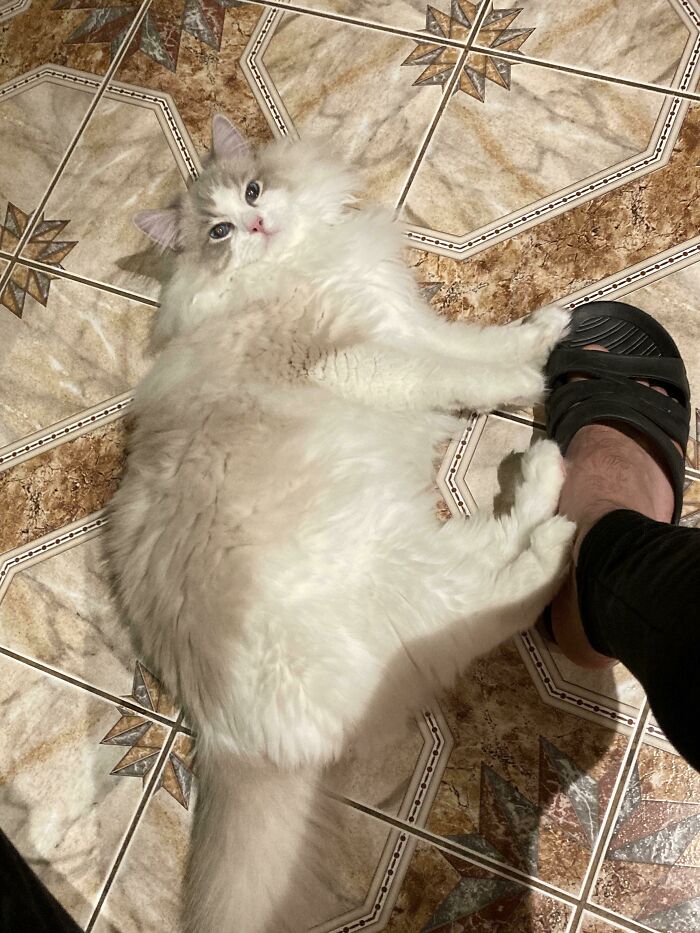 White cat on tiled floor