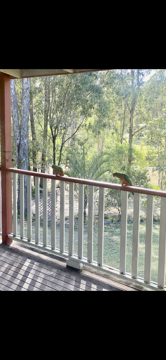 My Regular Visitors!