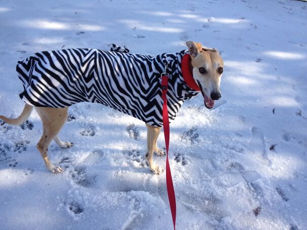 …and Here We Have The Elusive Zebra-Hound In Her Natural Habitat
