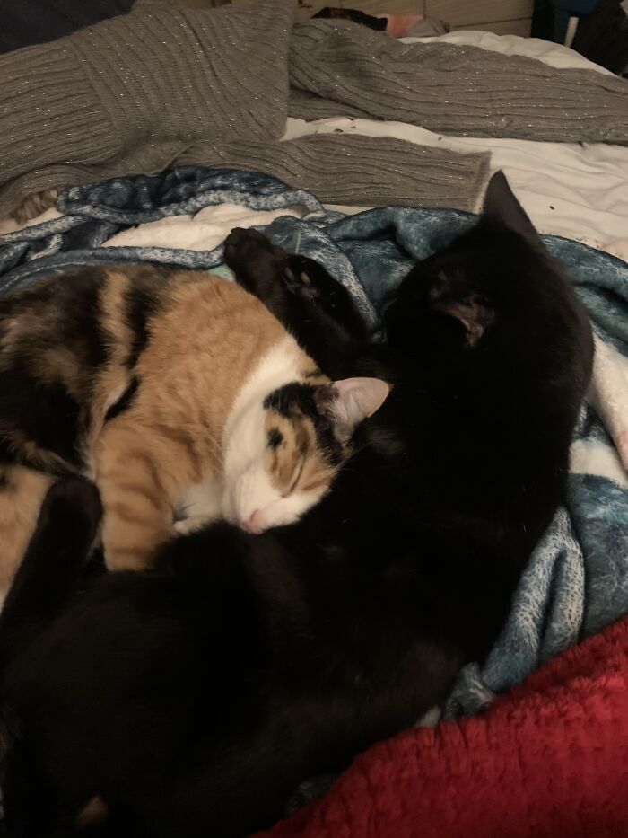Two Of My Five Kitties, These Two Always Co-Sleep No Matter Where They Are
