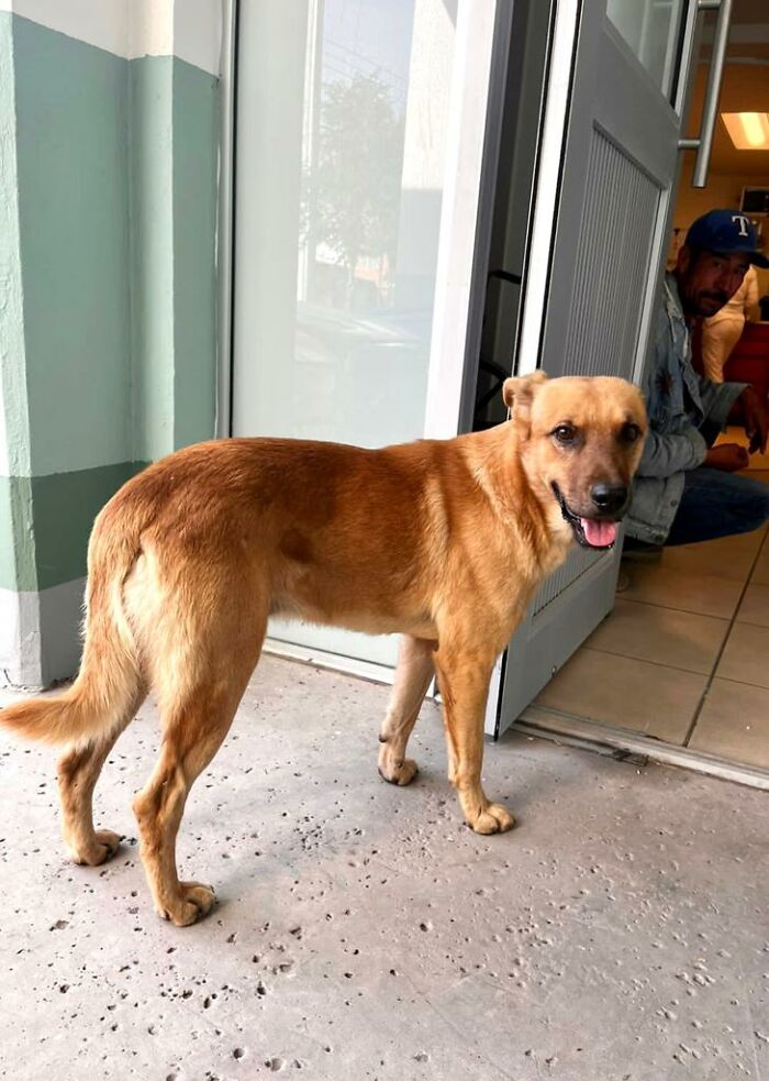 Dog Named Palomo Has Helped Mexican Authorities To Find His Missing Owner Dog Named Palomo Has Helped Mexican Authorities To Find His Missing Owner