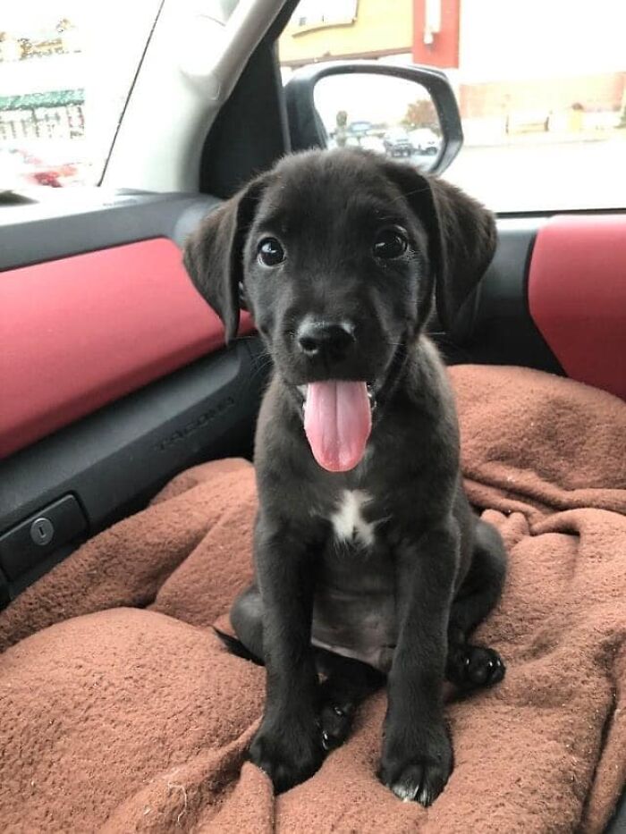 I Was Just Adopted Today, Now Im Going To New Home