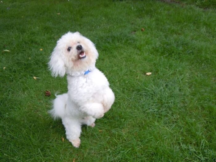 This Is Nico, He Likes Dancing! 😂