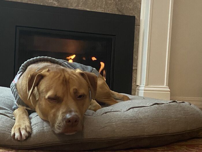 My Doggo By The Fire In Her Little Sweater