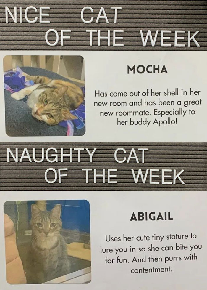 20 Pics Of Cats That Scored A Spot On The 'Naughty And Nice' Board At This  Cat Rescue | Bored Panda
