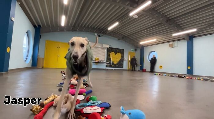 23 Dogs Were Allowed To Pick Their Own Christmas Gifts At Animal Shelter, And Here’s What Happened