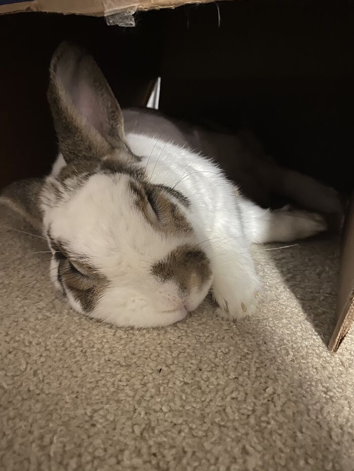 Bunny Nap Time