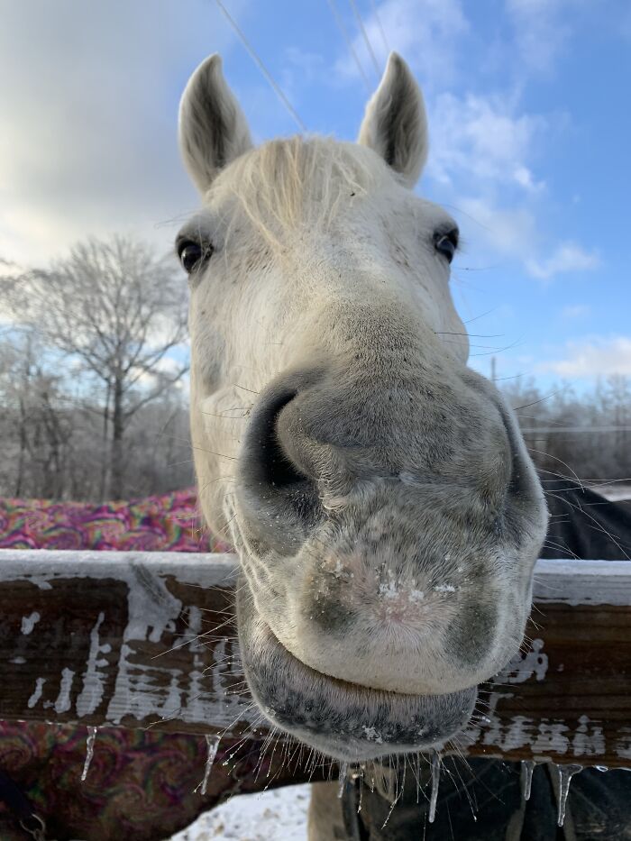Hank Looking For Snowy Treats