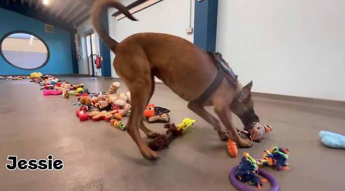 This animal shelter lets dogs get their Christmas presents, and they're excited