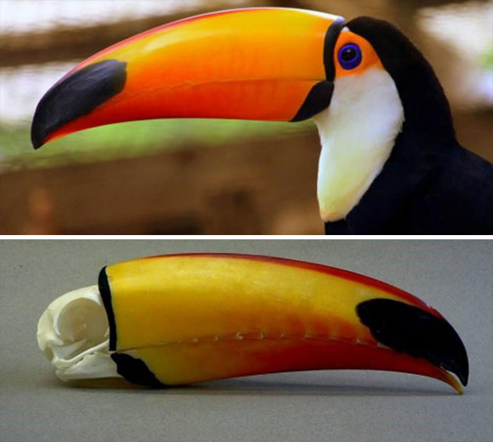 The Size Of A Toucans Beak Compared To The Rest Of It's Skull