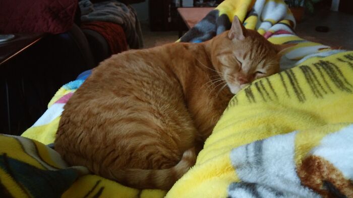 Missing My Tigger Buddy, Rip, Raised Him Since He Was 6 Weeks Old. Lost Him Last Year