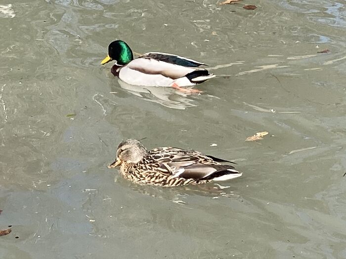 Ducks 🦆