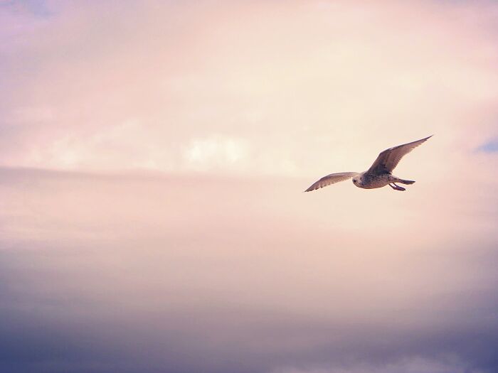 I Like This Picture I Took Of A Bird At Sunset