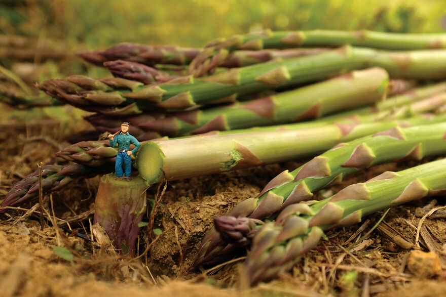 Asparagus Logger