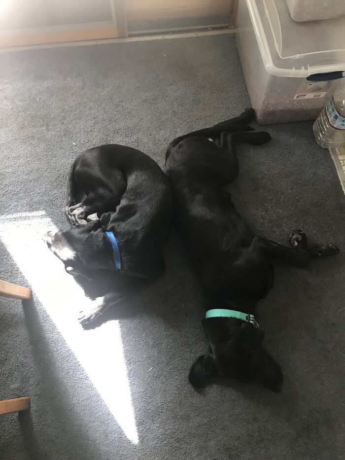 After The2 Hours Of Play Fighting, The Brothers Finally Went To Sleep