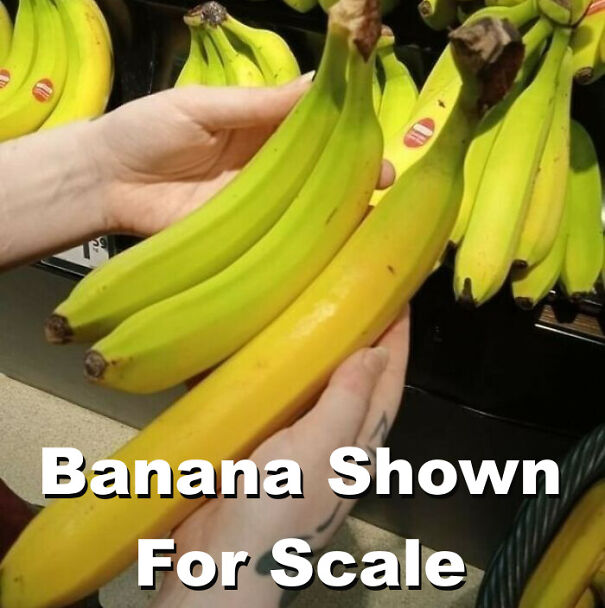 Banana-Shown-6397ddeb40fac-png.jpg