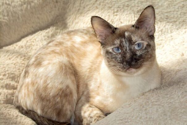 Beautiful-tortie-point-Siamese-cat-enjoying-a-warm-bed-in-sunlight-768x512-63af505397633.jpg