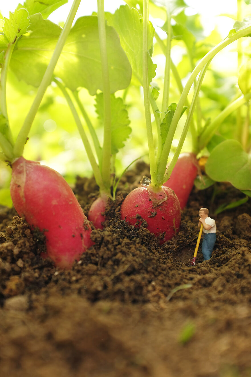 Radish Farmer