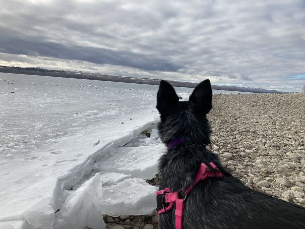 The Lake Is Pretty But Not Any Fun For Doggo When Frozen