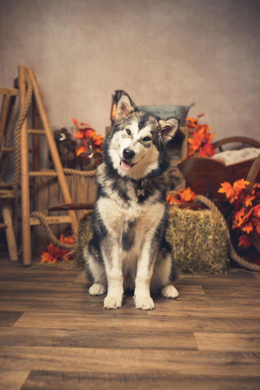 Our Animal Friends Celebrate Autumn In Photos