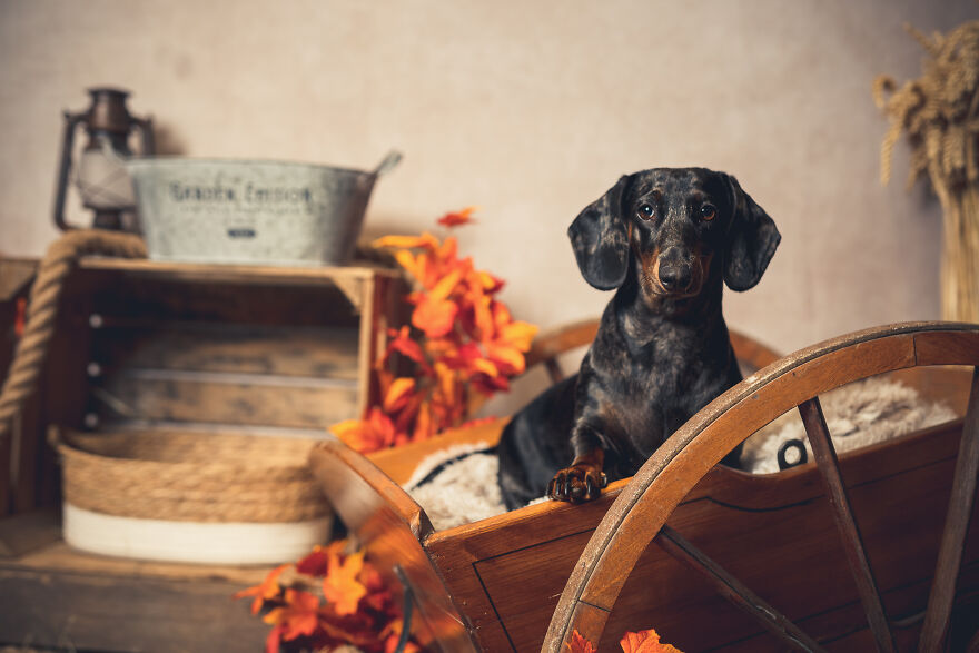 Our Animal Friends Celebrate Autumn In Photos