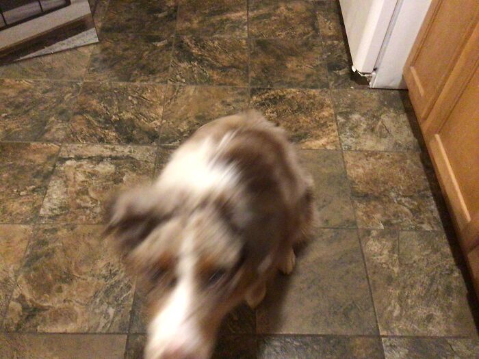 This Goofy Little Dog, His Names Jasper