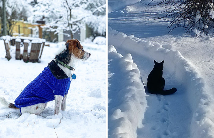 Hey Pandas, Post A Picture Of Your Pet In The Snow Or In Winter Attire (Closed)