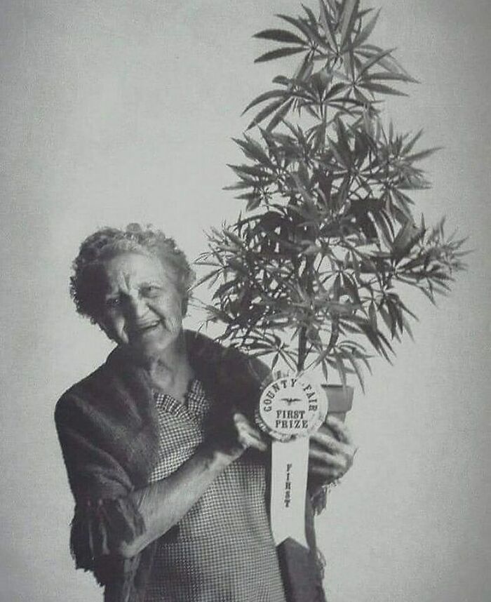 Abuelita ganando el primer premio por su planta de marihuana en la feria del condado de California, 1973
