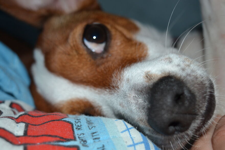 I Recently Located My Camera Pictures, Which Are All Of My Dog, To My Computer And Deiced To Share With The Internet