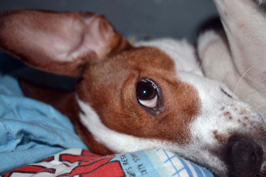 I Recently Located My Camera Pictures, Which Are All Of My Dog, To My Computer And Deiced To Share With The Internet