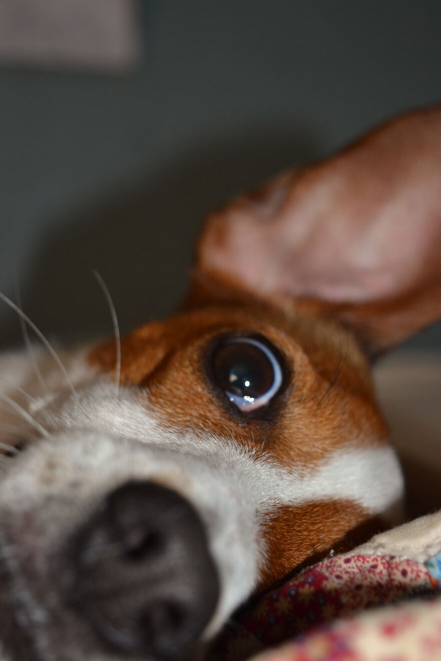 I Recently Located My Camera Pictures, Which Are All Of My Dog, To My Computer And Deiced To Share With The Internet