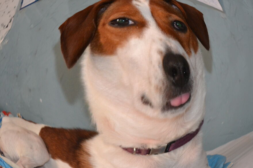 I Recently Located My Camera Pictures, Which Are All Of My Dog, To My Computer And Deiced To Share With The Internet