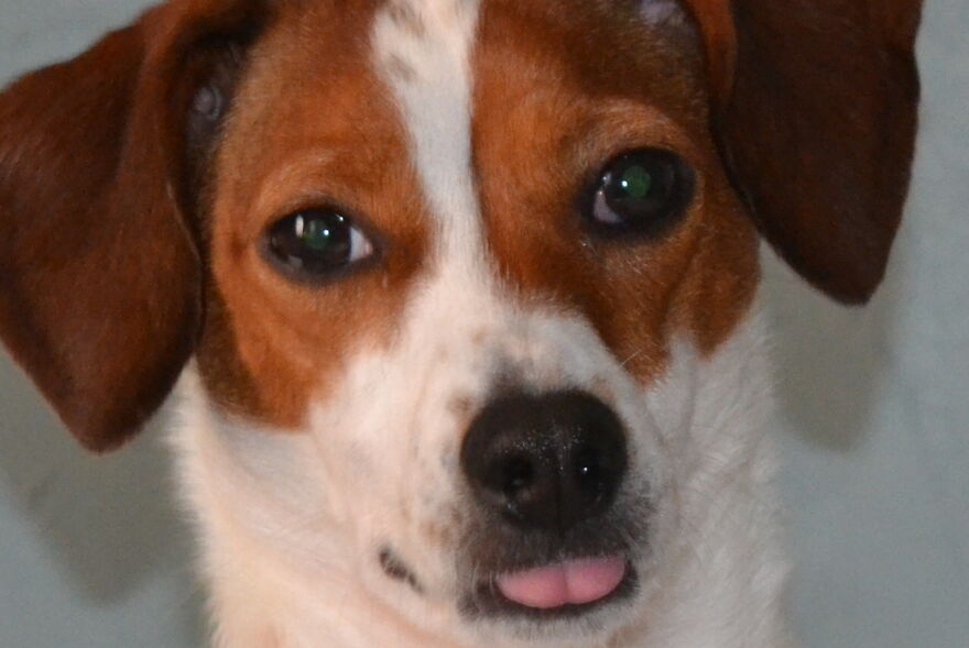 I Recently Located My Camera Pictures, Which Are All Of My Dog, To My Computer And Deiced To Share With The Internet