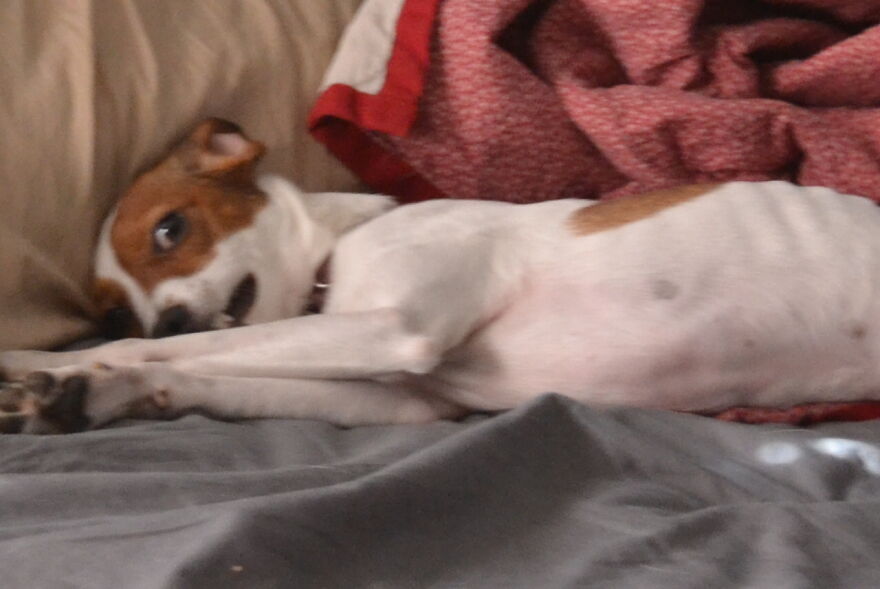 I Recently Located My Camera Pictures, Which Are All Of My Dog, To My Computer And Deiced To Share With The Internet