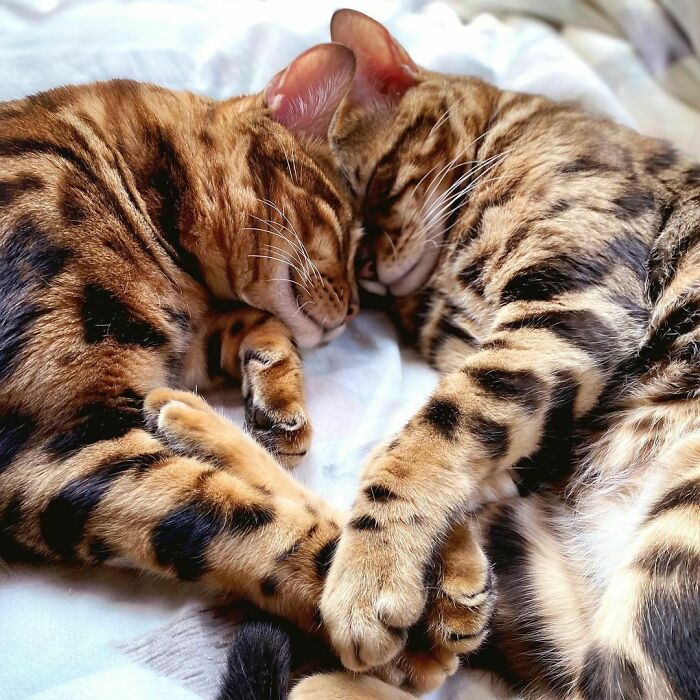 Two Lovely Bengals