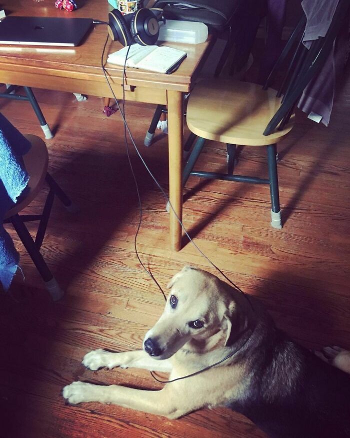 Close Call. Saving Dad’s Computer When Buddy The Dog Got Tangled Up In His Headphones