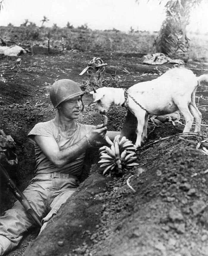 WWII Soldier Sharing A Banana With A Goat During The Battle Of Saipan, 1944