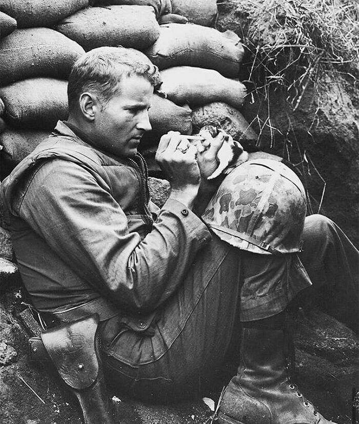 El sargento de marina Frank Praytor alimenta a un gatito huérfano. Adoptó al gatito después de que su madre muriera durante la guerra, 1952