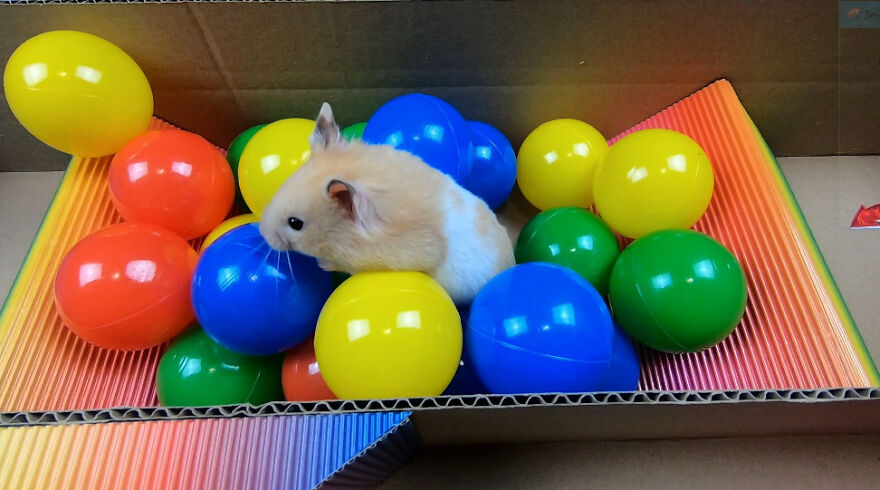 I Made A Prison Maze From Pop-It Toys For My Hamster To Escape I Made A Prison Maze From Pop-It Toys For My Hamster To Escape